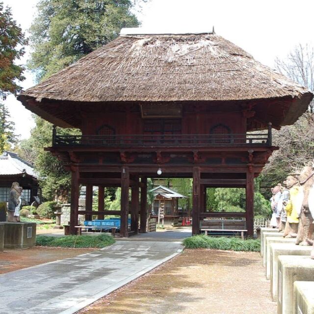 民話、童話のぶんぶく茶釜でお馴染みの群馬県館林市にある古刹茂林寺に出かけてきました。https://morinji.com/keidai/
1426年創建の寺院の見どころは、かやぶき屋根の総門、山門。
表情や姿かたちの異なるユーモラスな信楽焼の狸たち。寺院内のそこかしこに、たぬきの焼き物がありました。また寺のそばには、茂林寺沼があり、かつては、その沼で採集した萱で屋根ふきをしたのでしょうか。白鳥の飛来地として有名な多々良沼がそばにありますが、この沼からの用水で潤された田畑は、米と麦の二毛作が可能になったようです。江戸時代には館林藩から、徳川家への献上品にもなりました。また、たたらはたたら製鉄にも通じるところですが、多々良沼遺跡で製鉄生産の痕跡も発見されているようです。里沼による水と大地の恵みは、現代の館林の食品産業の興隆へと結実しています。自然と見事に共生した先人たちに畏敬の念を覚えずにはいられません。